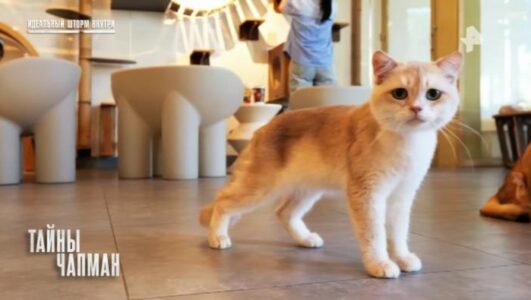 Тайны Чапман 16.03.2026 смотреть онлайн